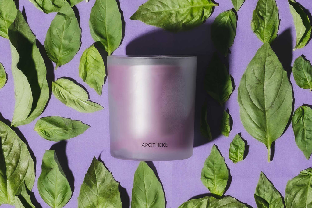 Purple Basil - Apotheke Co