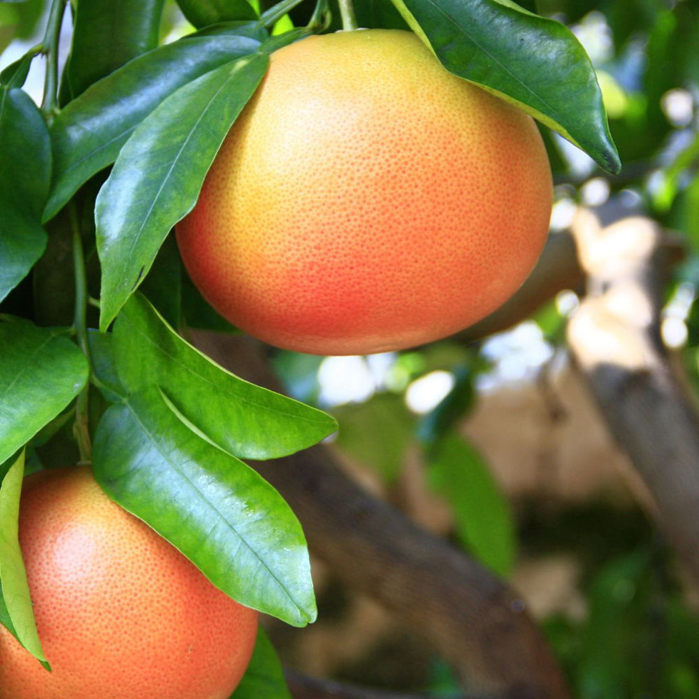Grapefruit