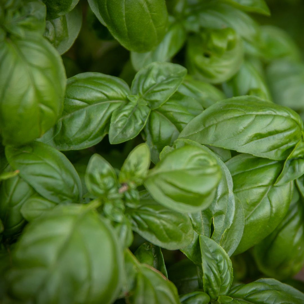 Basil