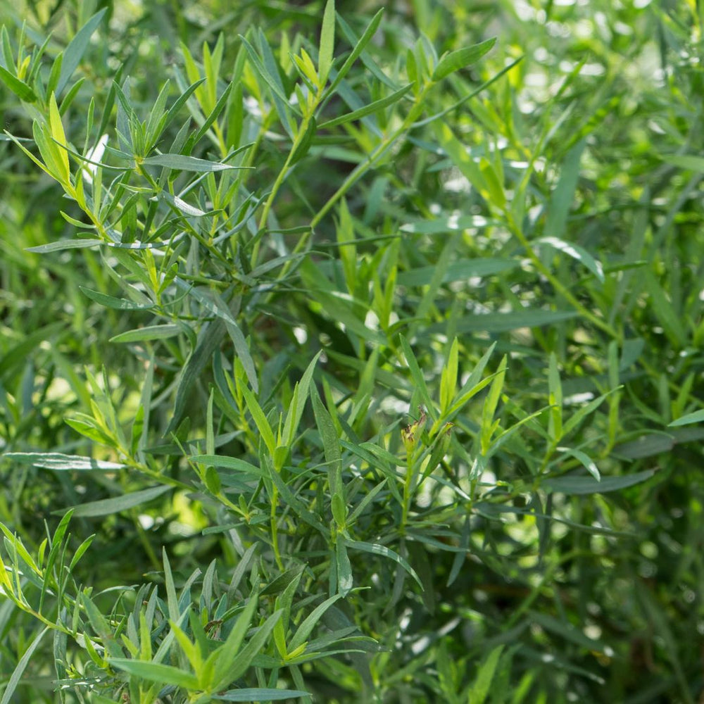 Tarragon