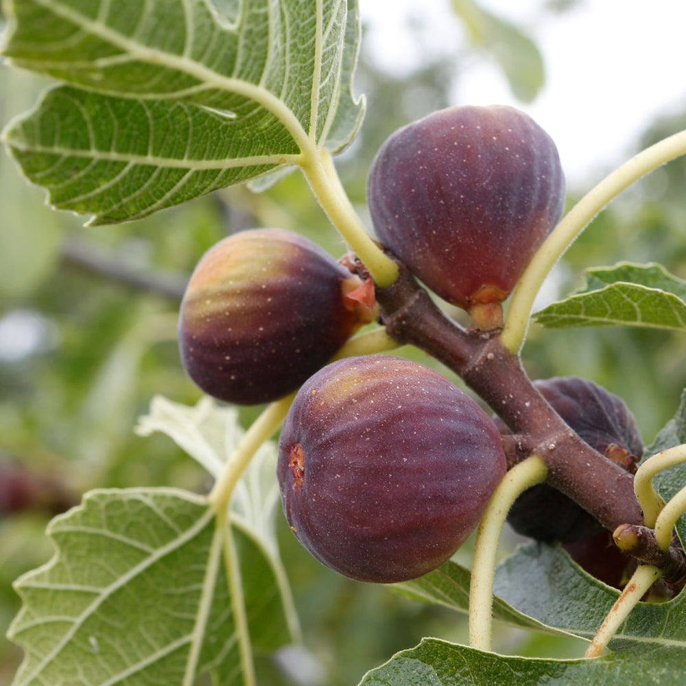 Fig