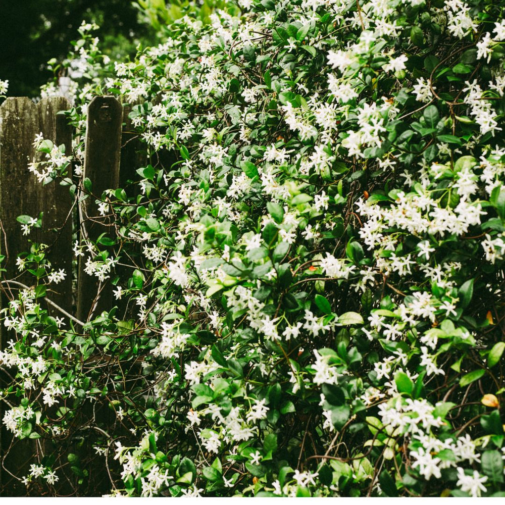 Jasmine