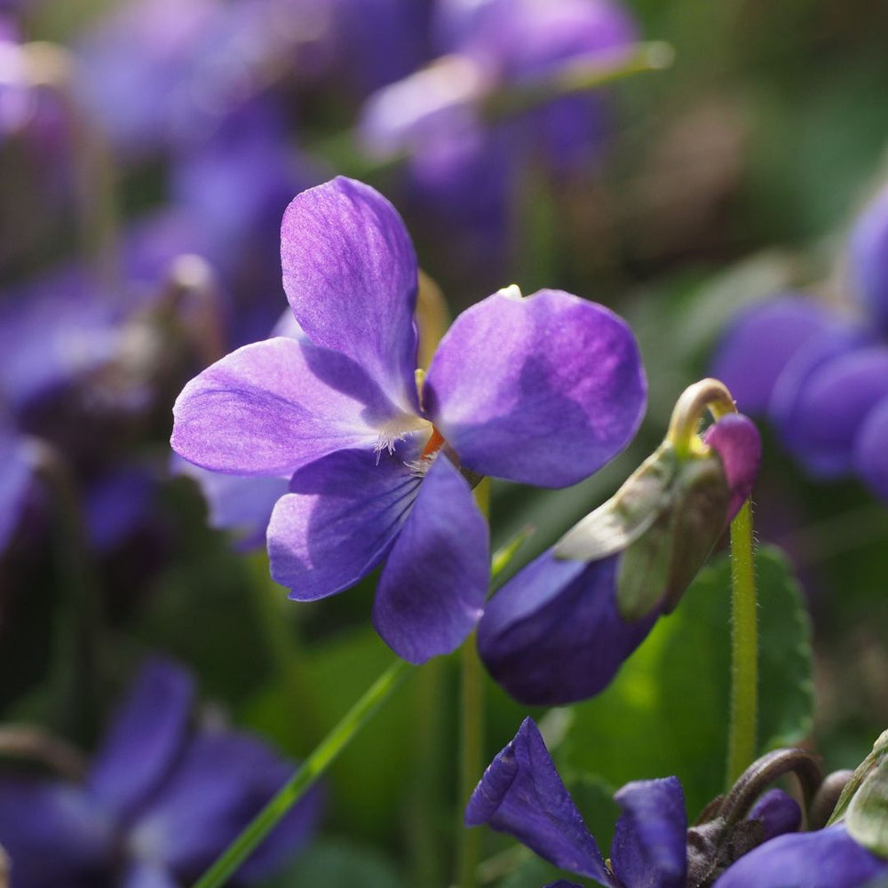 Violet