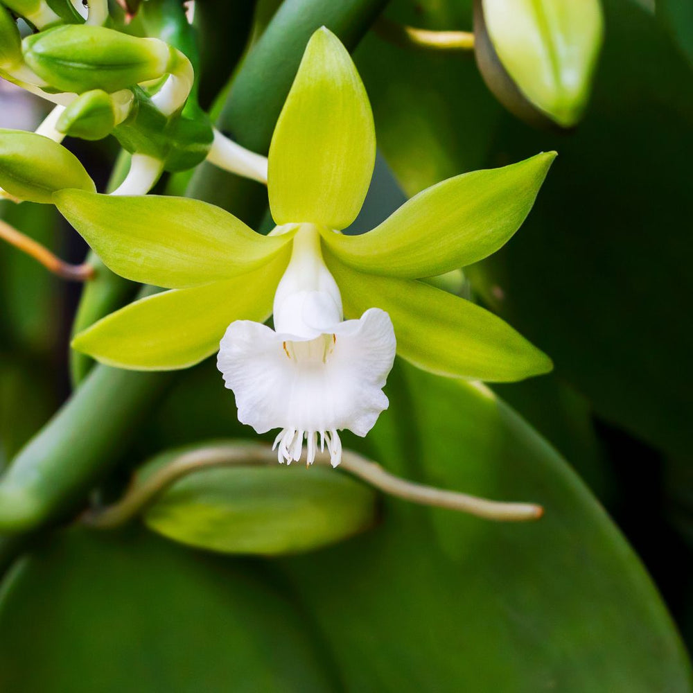 Vanilla Orchid
