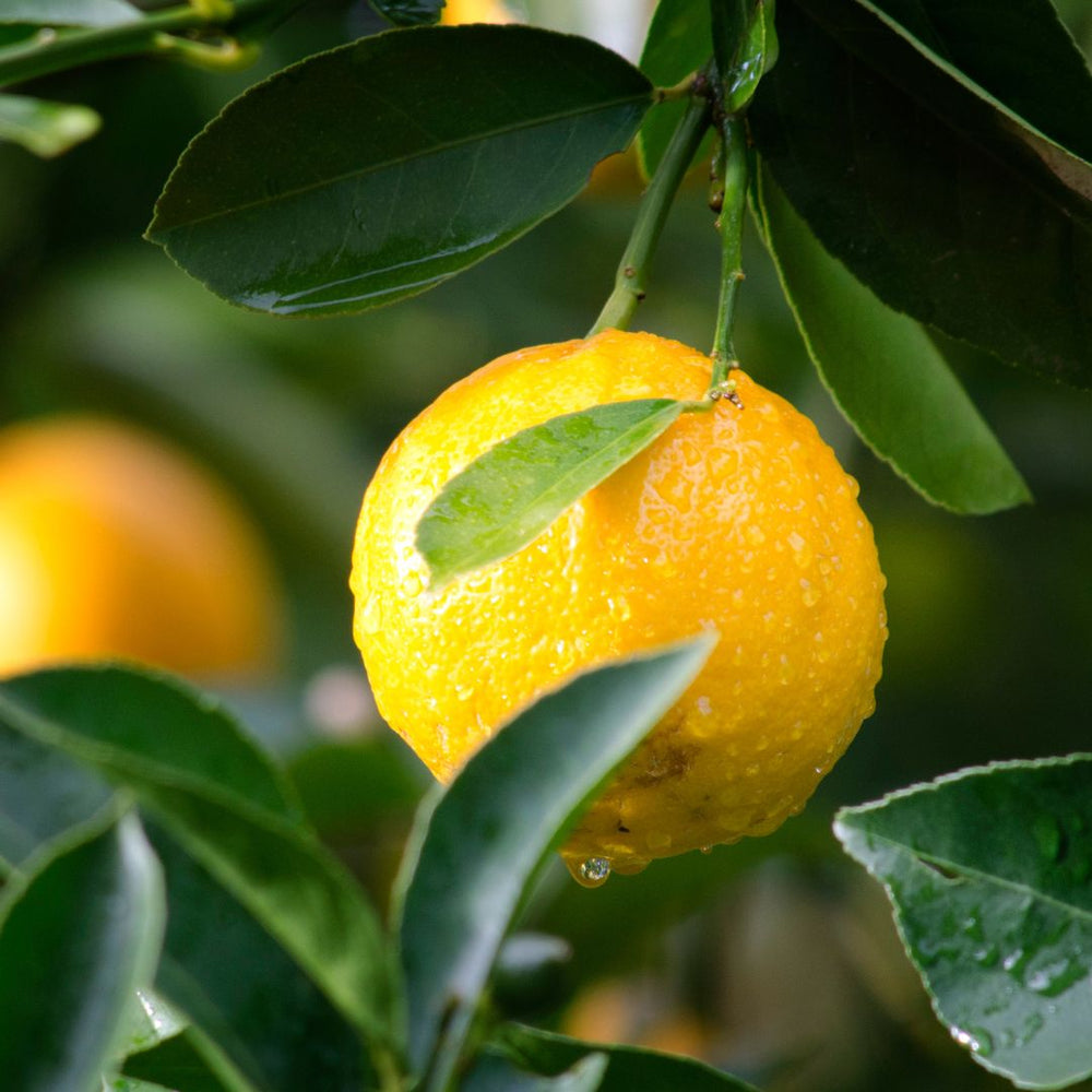 Citrus