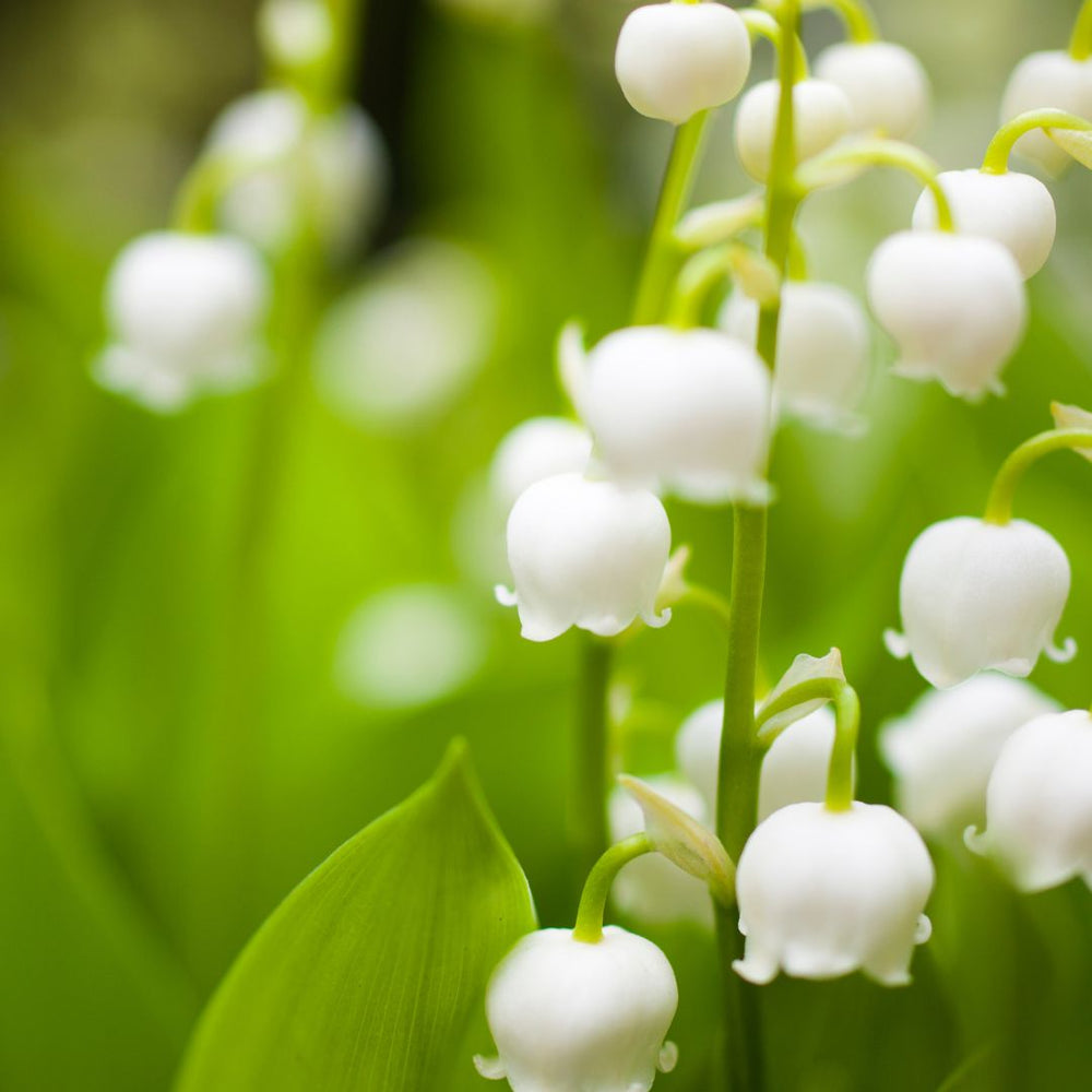 Lily Of The Valley