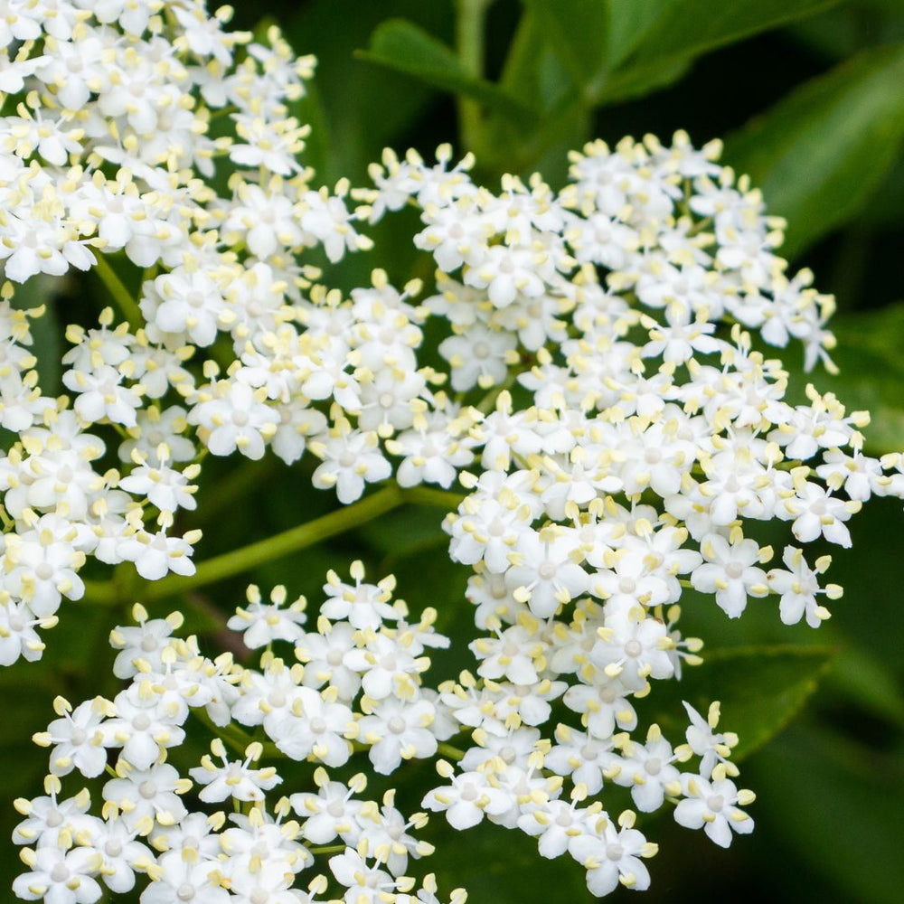 Elderflower Syrup