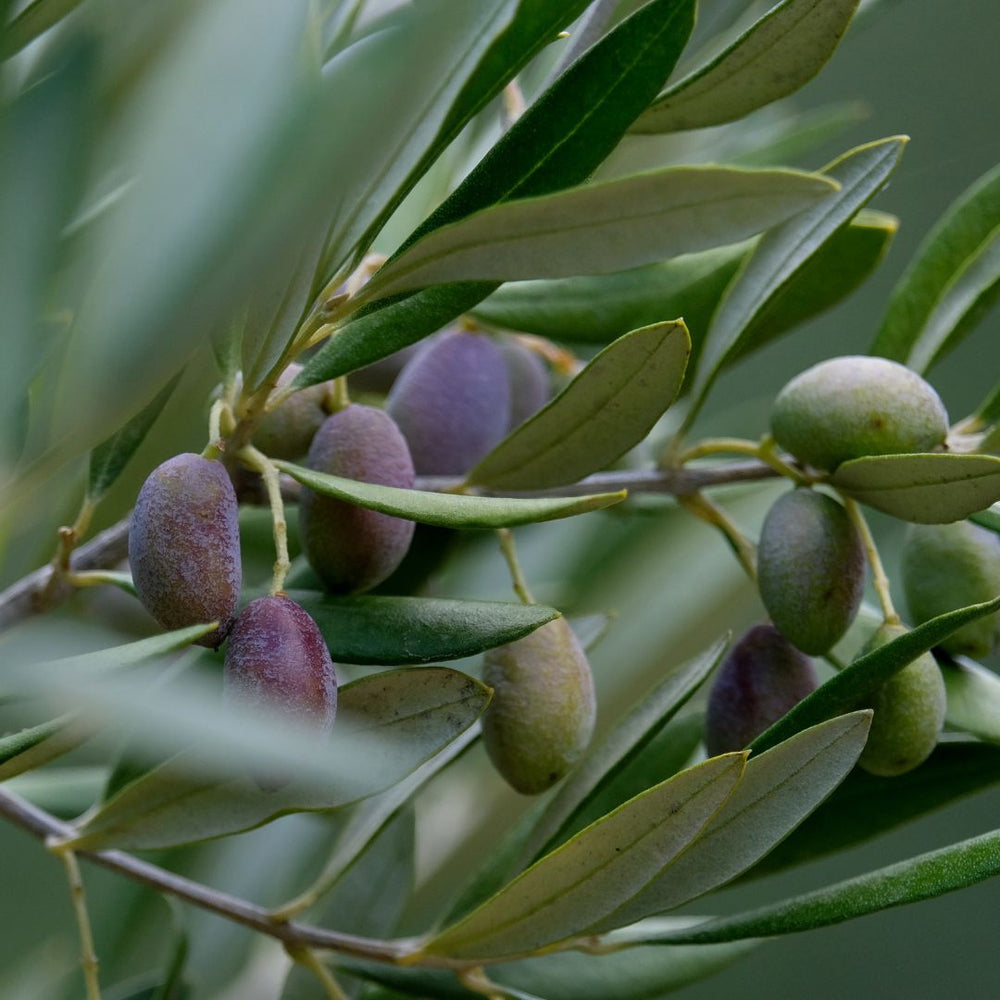 Olive Leaf