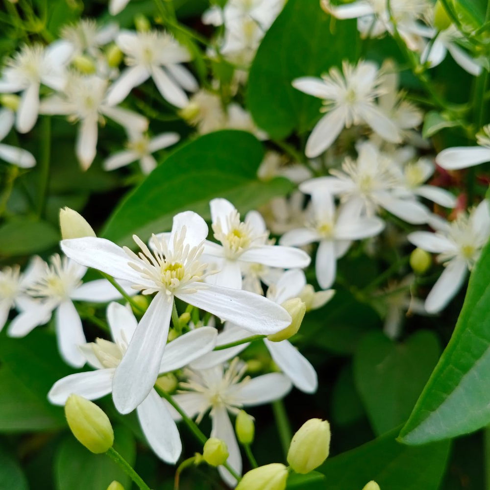 White Jasmine