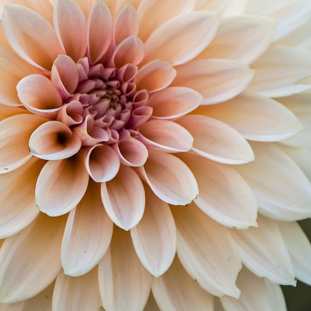 Dahlia