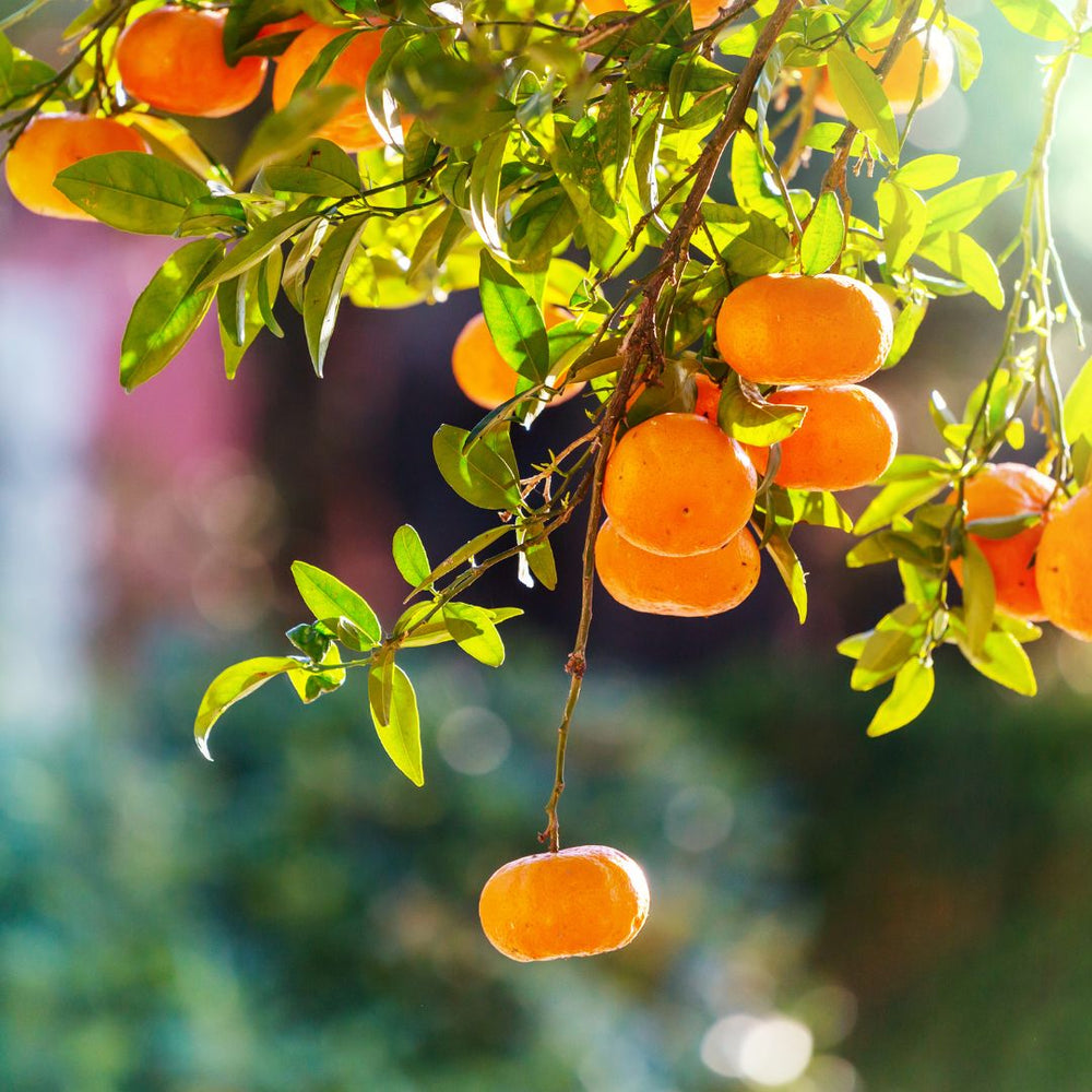 Tangerine
