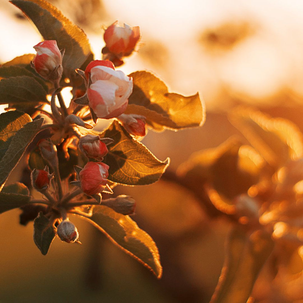 Orange Blossom