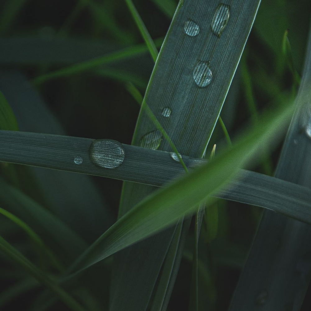 Earthy Greens