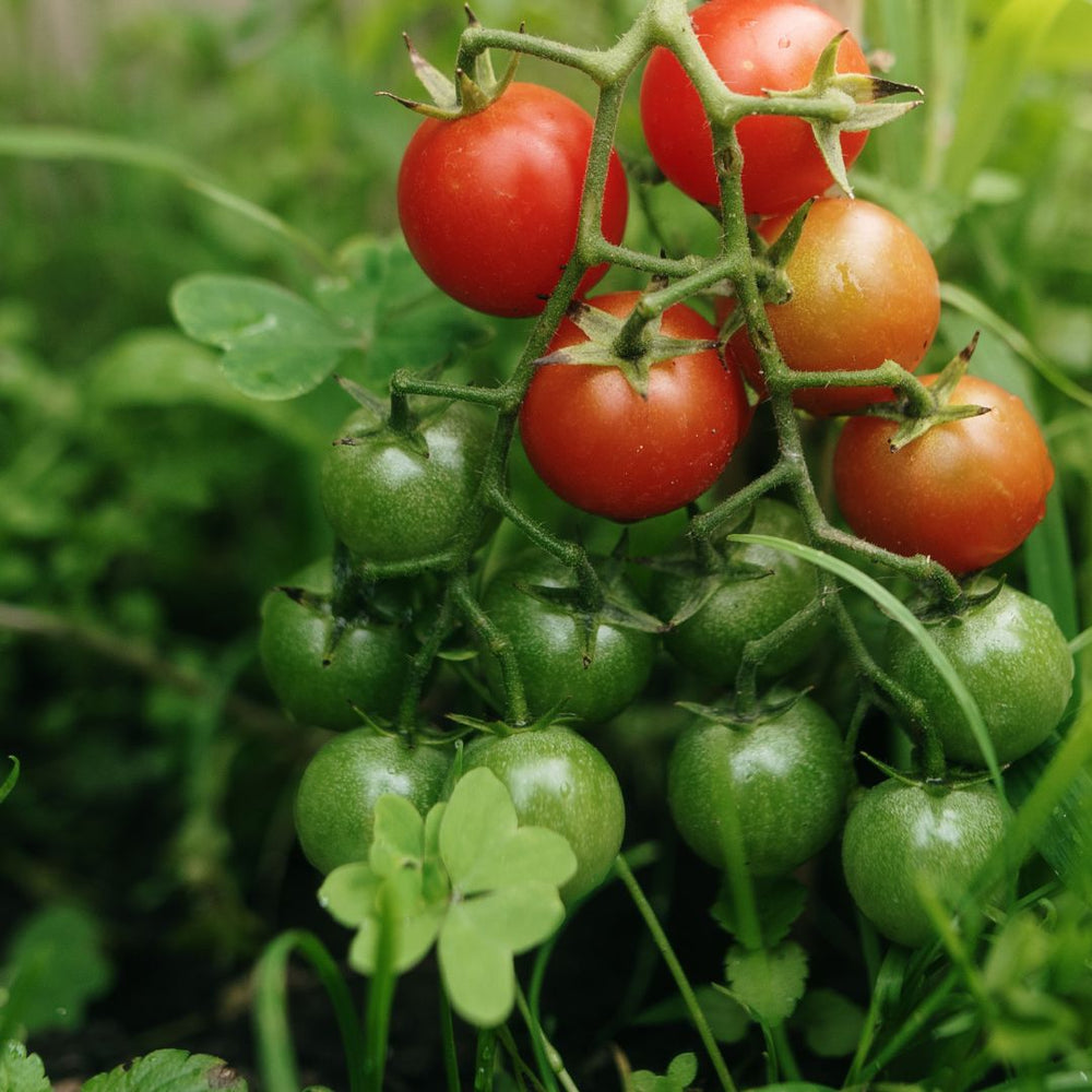Tomato