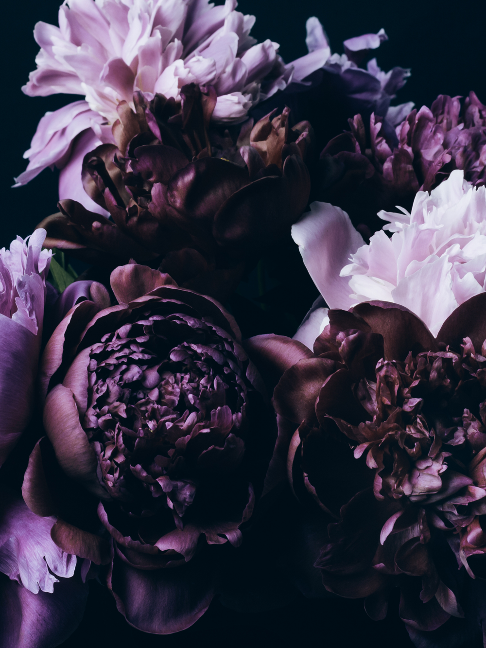 Peony