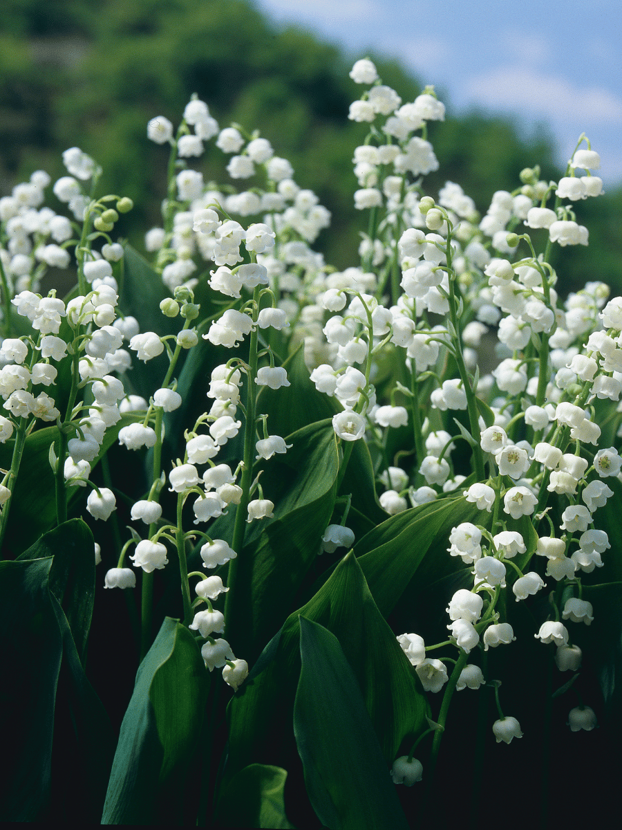 Lily Of The Valley