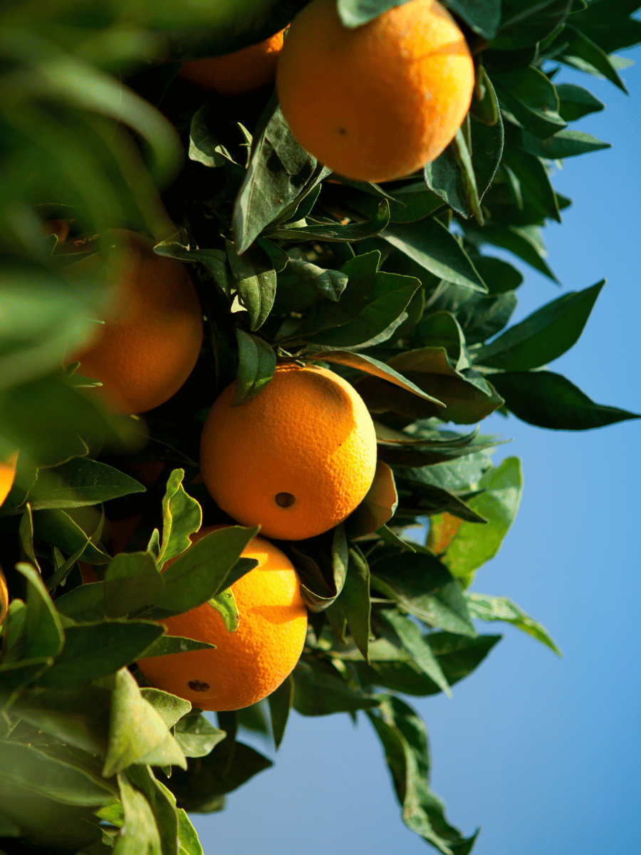 Orange