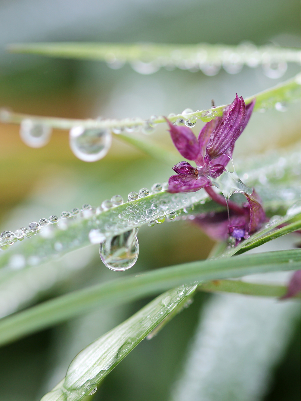 Dewdrop