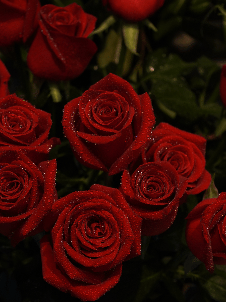 Red Roses