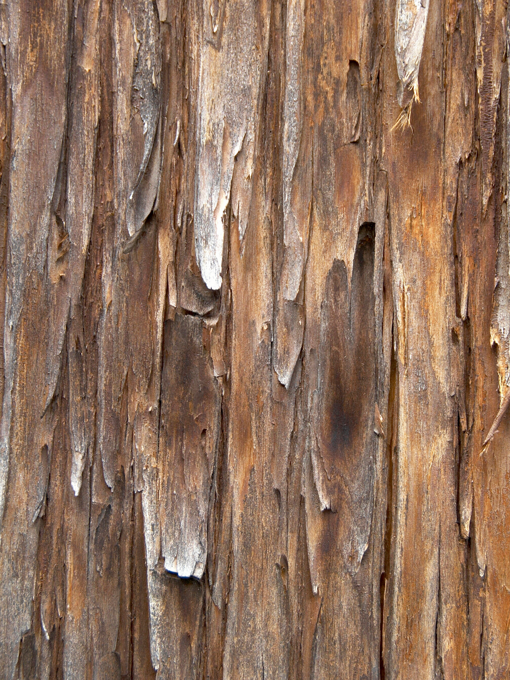 Bark