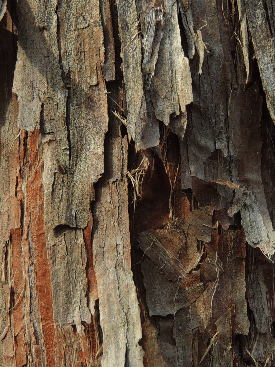Bark
