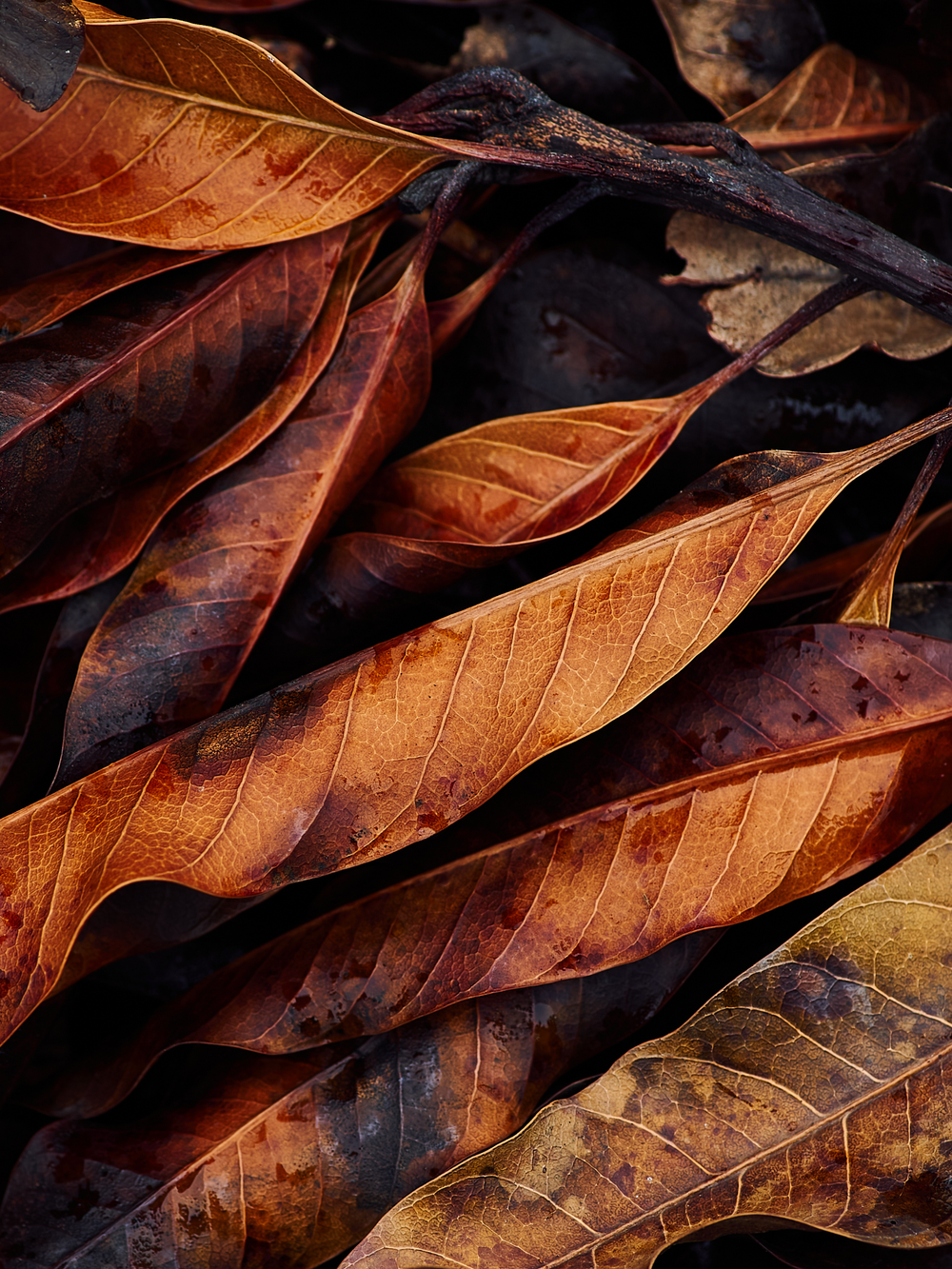 Dried Leaves