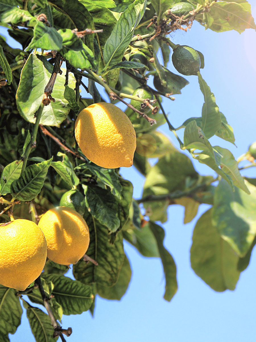 Lemons