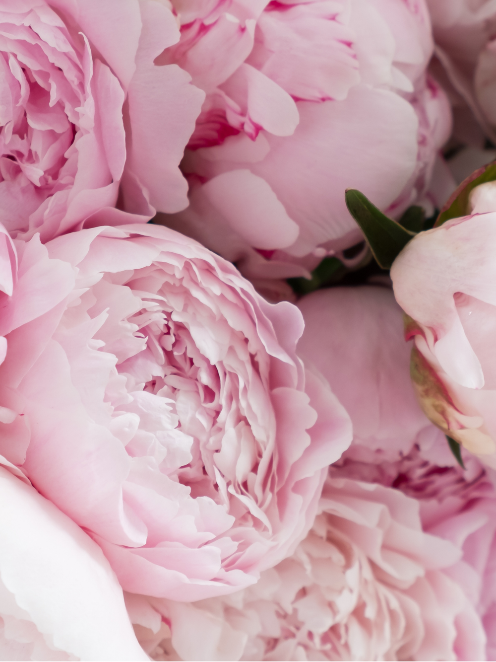 Peonies