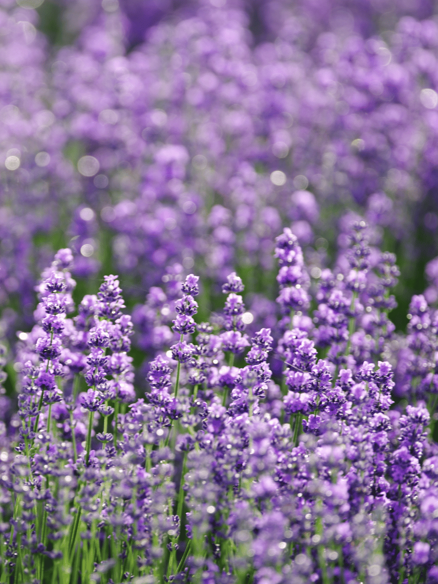 Lavender