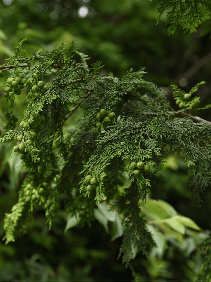 Hinoki