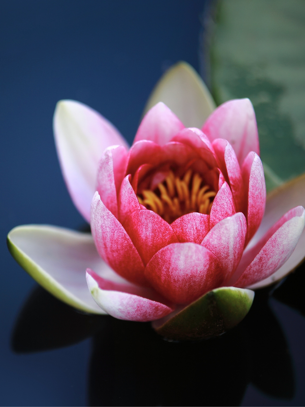 Water Lily