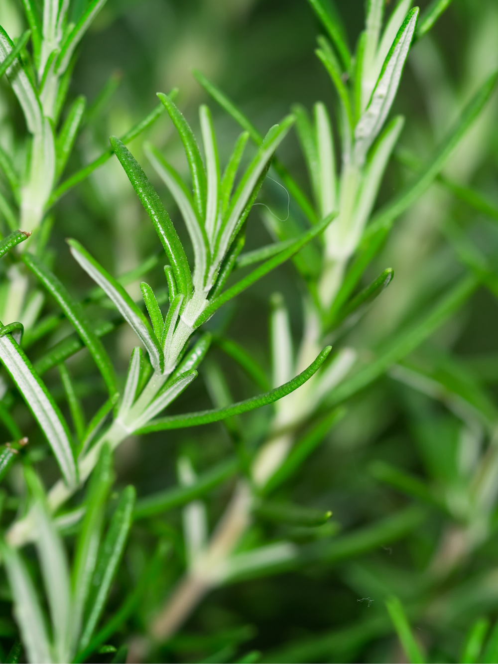 Rosemary