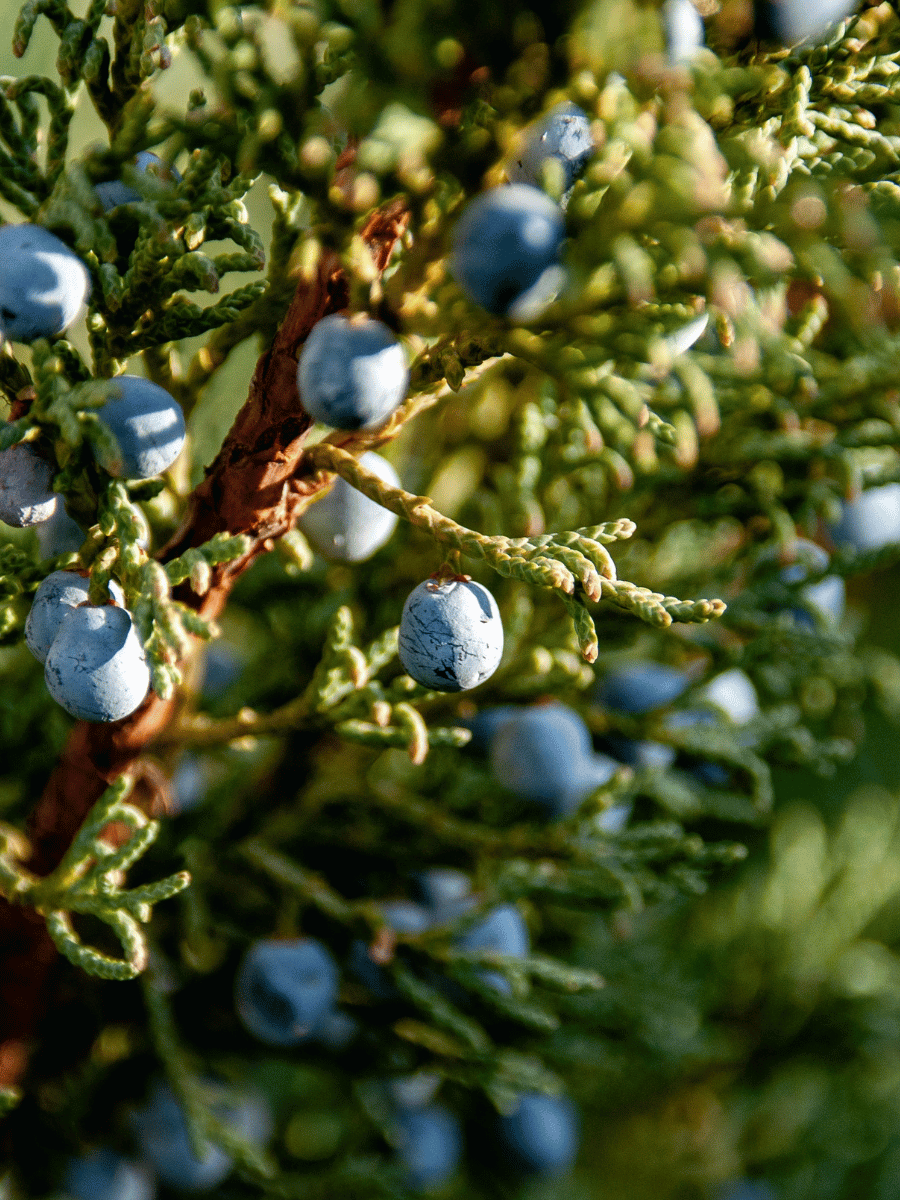 Juniper Berries