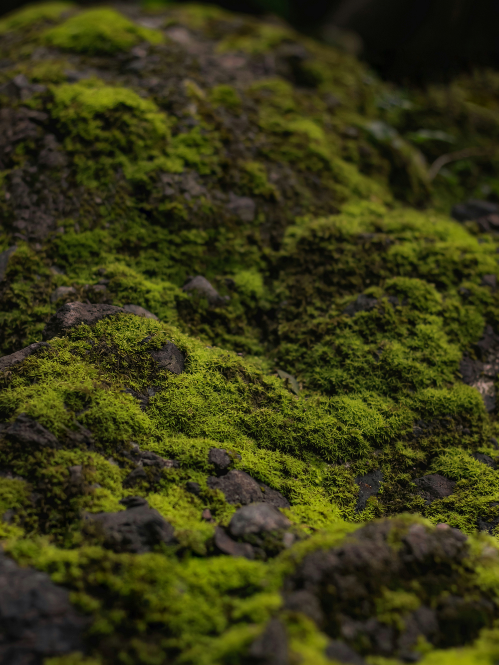 Moss