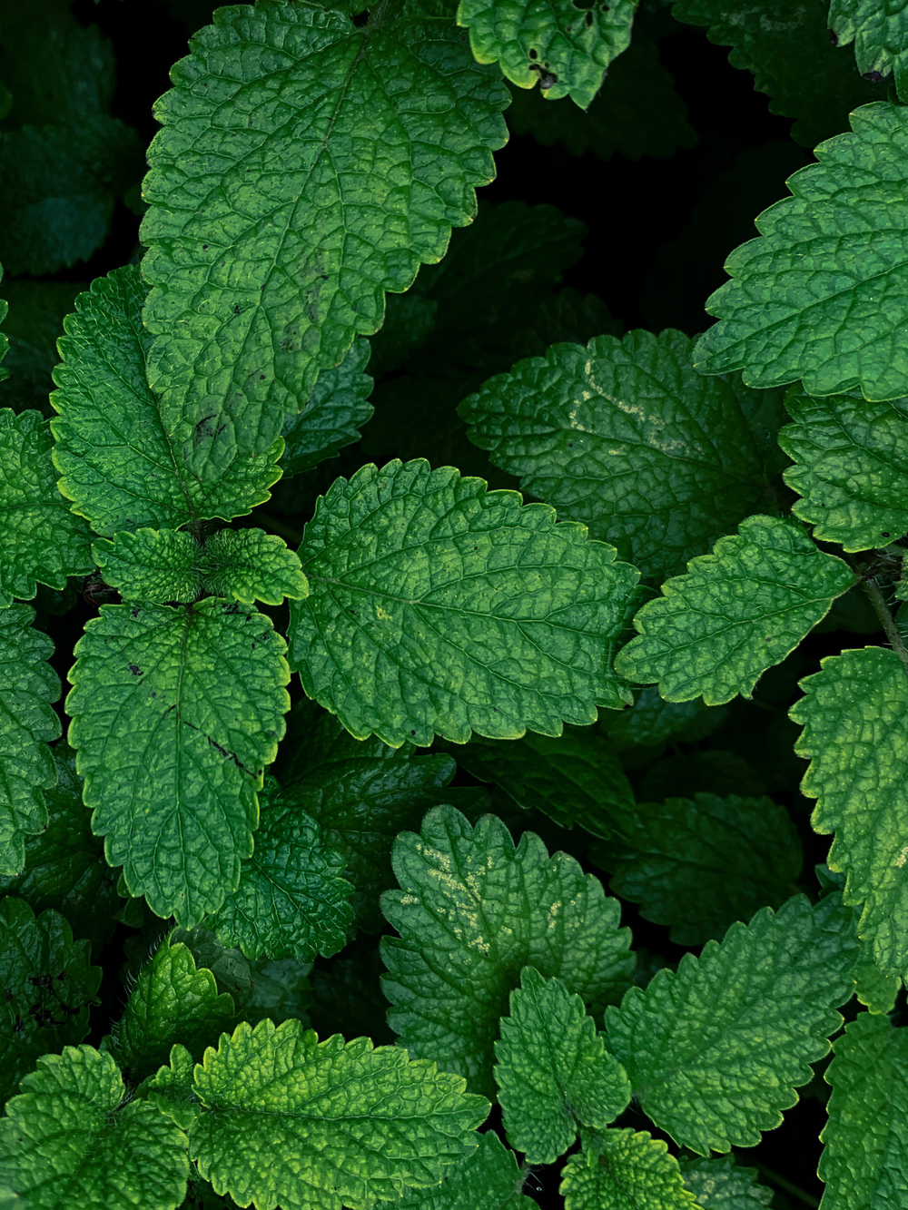 Mint