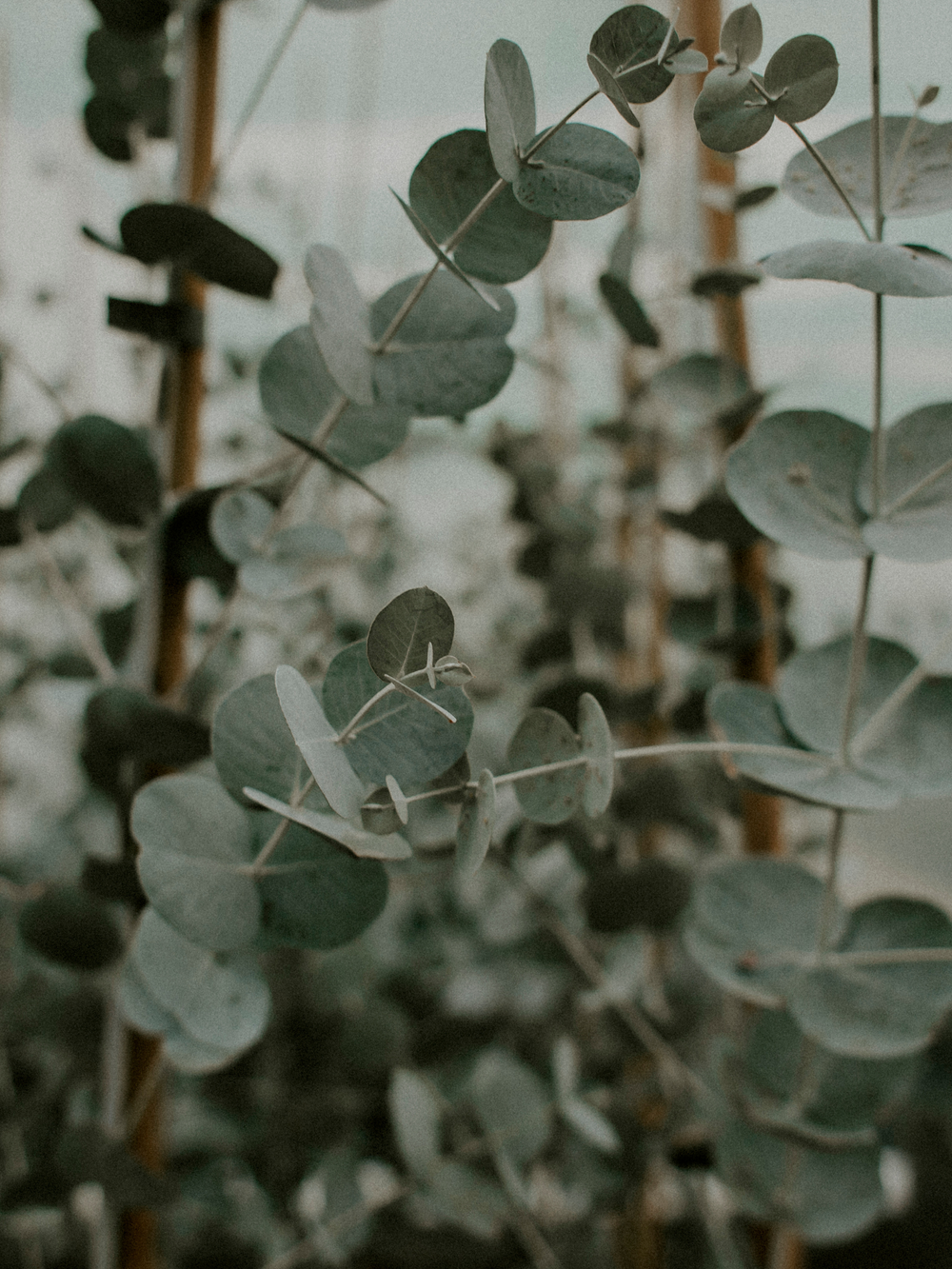 Eucalyptus