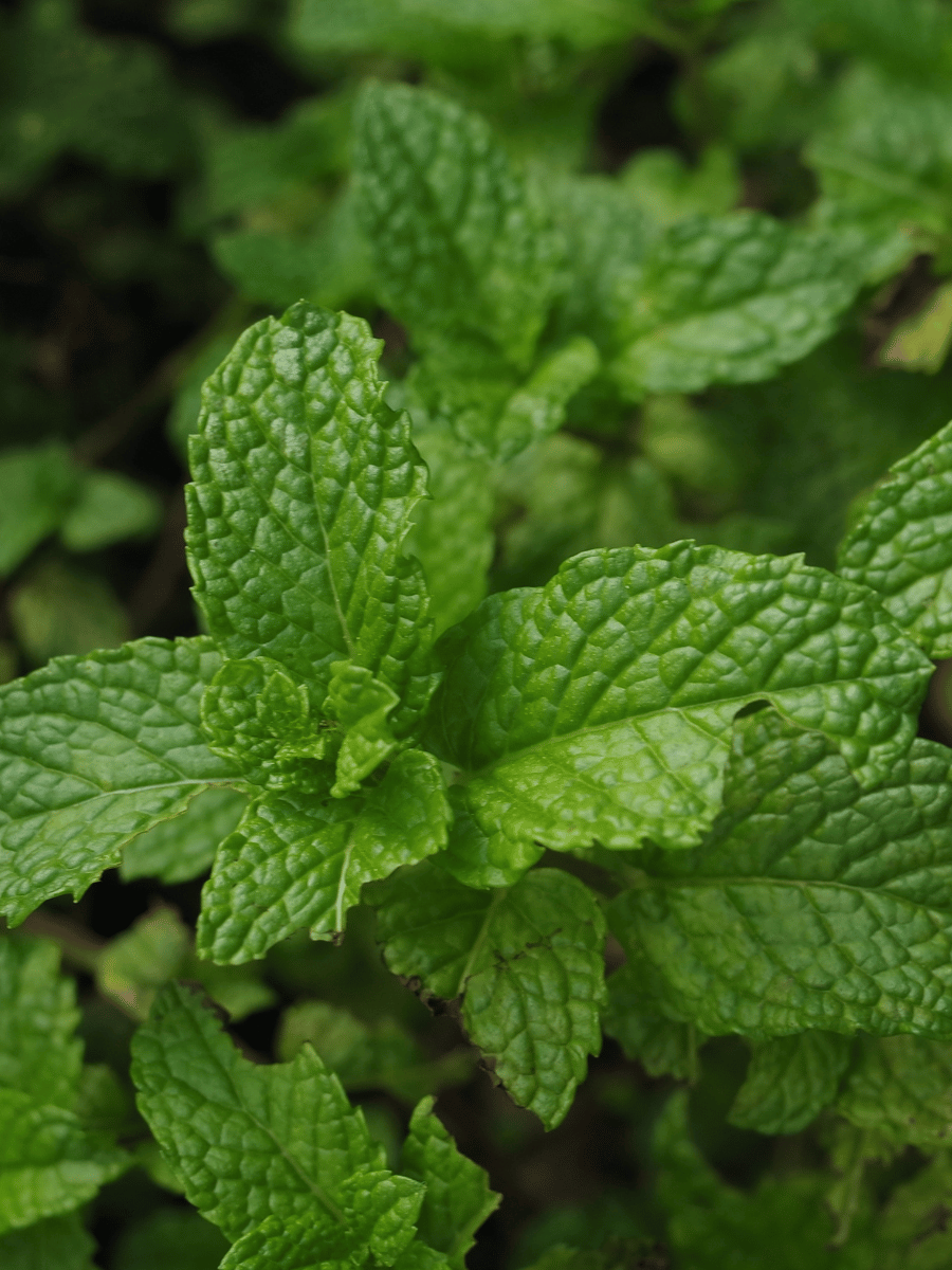 Mint