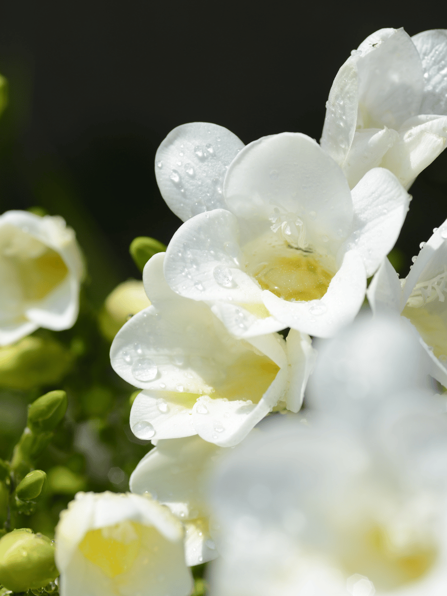 White Freesia