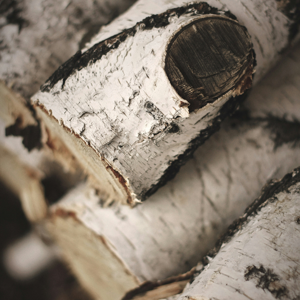Birch Bark