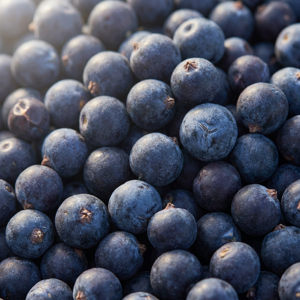 Juniper Berry